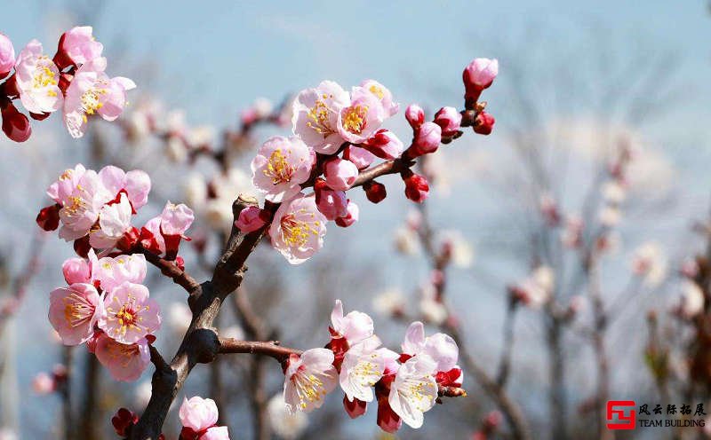 鳳凰嶺公園杏花團(tuán)建