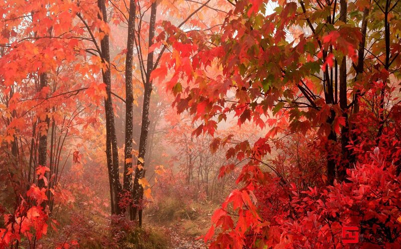 北京香山紅葉