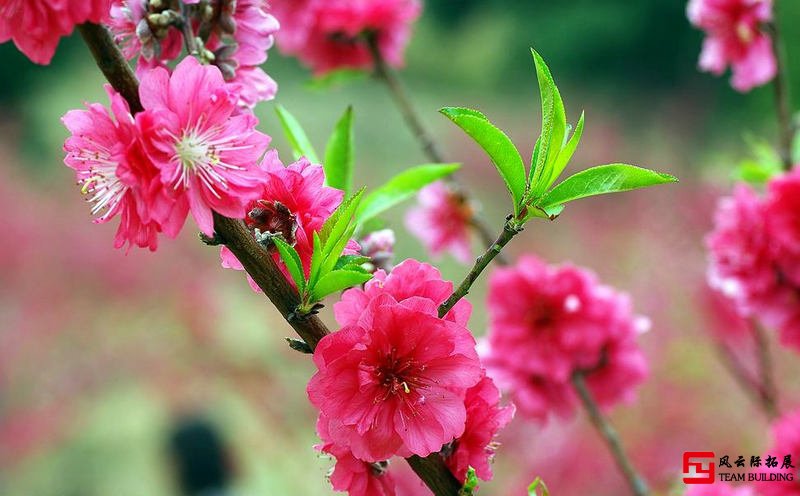 春暖花開踏青季團(tuán)建不一樣