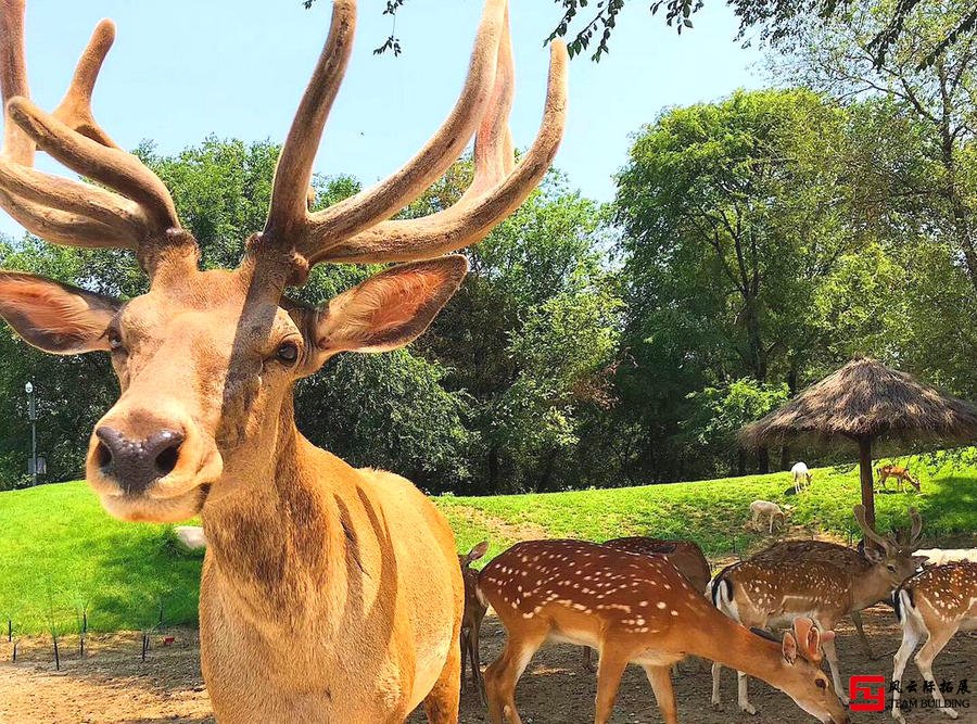 北京野生動物園團建活動